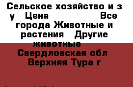 Сельское хозяйство и з/у › Цена ­ 2 500 000 - Все города Животные и растения » Другие животные   . Свердловская обл.,Верхняя Тура г.